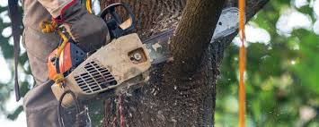 Best Tree Cabling and Bracing  in Mullica Hill, NJ