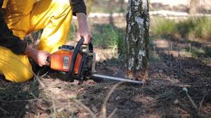 Best Tree Removal  in Mullica Hill, NJ
