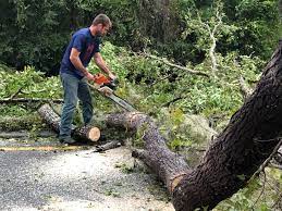 Best Firewood Processing and Delivery  in Mullica Hill, NJ