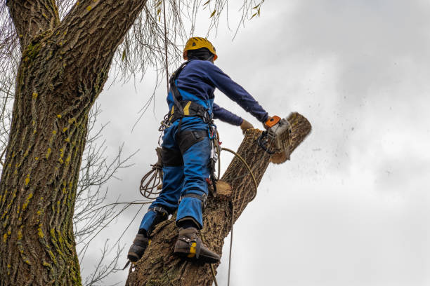Best Tree Health Inspection  in Mullica Hill, NJ