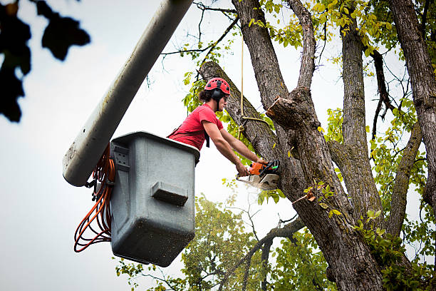 Best Tree Trimming and Pruning  in Mullica Hill, NJ