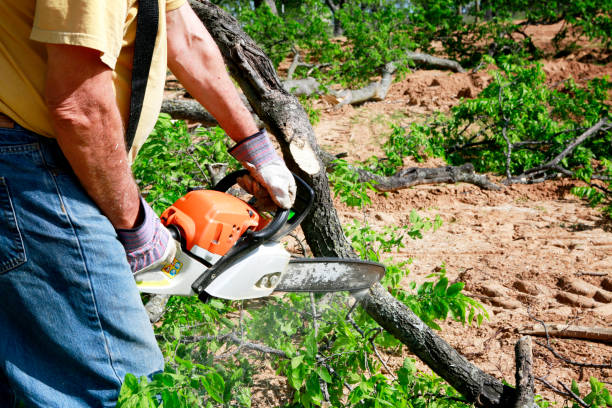 Best Stump Grinding and Removal  in Mullica Hill, NJ
